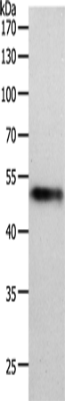 Rabbit Polyclonal Antibody to MIDN