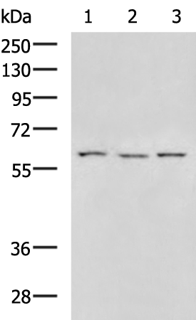 Rabbit Polyclonal Antibody to MMP19
