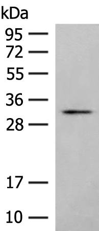 Rabbit Polyclonal Antibody to MMP26