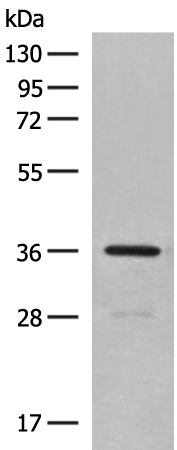Rabbit Polyclonal Antibody to MTNR1A