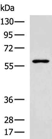 Rabbit Polyclonal Antibody to CHRNA3