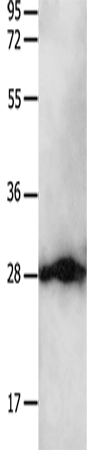 Rabbit Polyclonal Antibody to YWHAB