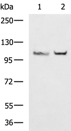 Rabbit Polyclonal Antibody to CDH1