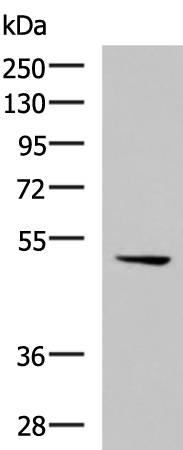Rabbit Polyclonal Antibody to CKMT1A/CKMT1B