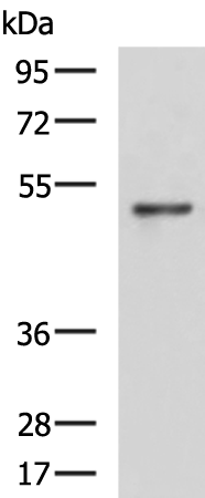 Rabbit Polyclonal Antibody to NCK2