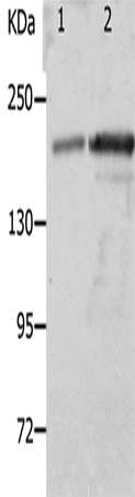Rabbit Polyclonal Antibody to NPHS1