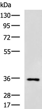 Rabbit Polyclonal Antibody to RBFOX3