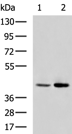 Rabbit Polyclonal Antibody to NTSR1