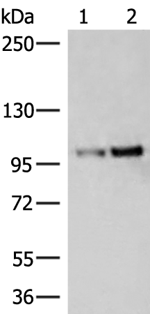 Rabbit Polyclonal Antibody to GRIA1