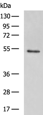 Rabbit Polyclonal Antibody to HCRTR2