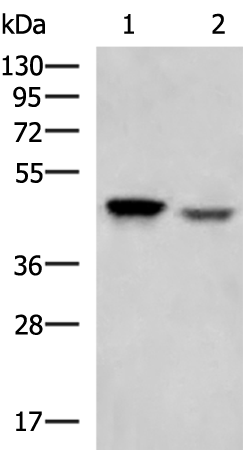 Rabbit Polyclonal Antibody to LPAR4