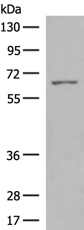 Rabbit Polyclonal Antibody to PXN