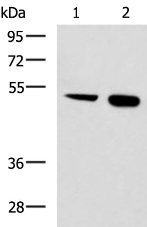 Rabbit Polyclonal Antibody to PAX2