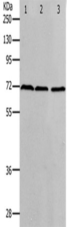 Rabbit Polyclonal Antibody to PRMT5