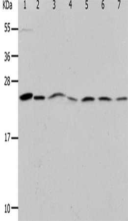 Rabbit Polyclonal Antibody to PRDX1