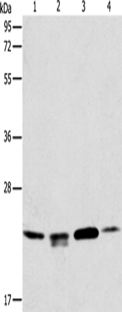 Rabbit Polyclonal Antibody to PRDX2