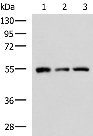 Rabbit Polyclonal Antibody to RAD52