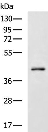 Rabbit Polyclonal Antibody to SMAD7
