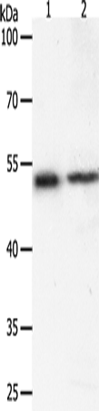 Rabbit Polyclonal Antibody to SOX1
