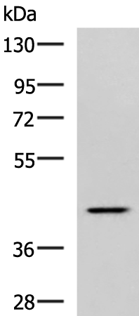 Rabbit Polyclonal Antibody to SYT2