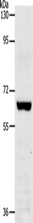 Rabbit Polyclonal Antibody to TRAF7