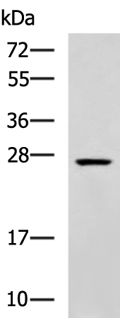 Rabbit Polyclonal Antibody to VEGFA