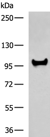 Rabbit Polyclonal Antibody to NFATC4