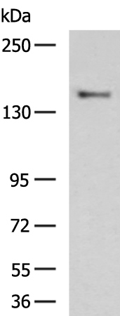 Rabbit Polyclonal Antibody to ADAMTS2