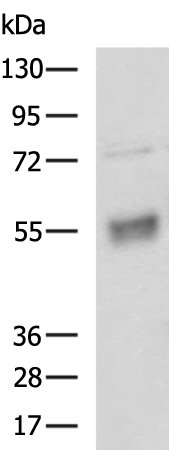 Rabbit Polyclonal Antibody to ANGPTL2