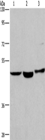 Rabbit Polyclonal Antibody to APMAP