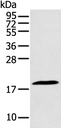 Rabbit Polyclonal Antibody to ARPC4