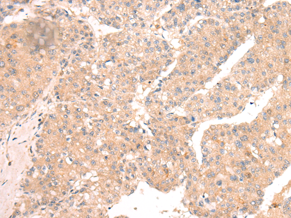 Rabbit Polyclonal Antibody to TLR9