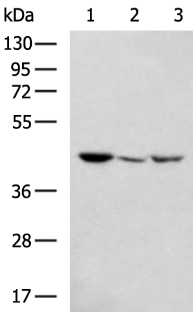 Rabbit Polyclonal Antibody to MAPK13