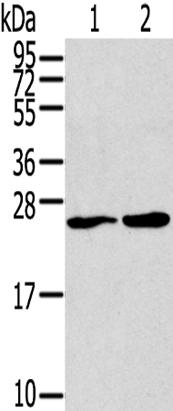 Rabbit Polyclonal Antibody to ORAI1(L1)