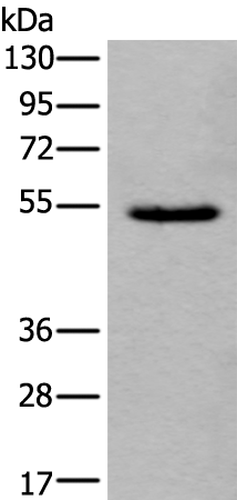 Rabbit Polyclonal Antibody to ORAI1(L2)