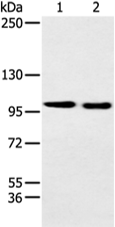 Rabbit Polyclonal Antibody to EPHB3