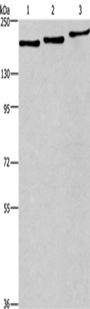 Rabbit Polyclonal Antibody to BAG6