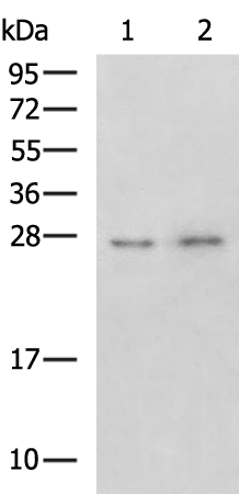 Rabbit Polyclonal Antibody to CD63