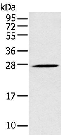 Rabbit Polyclonal Antibody to CEACAM3