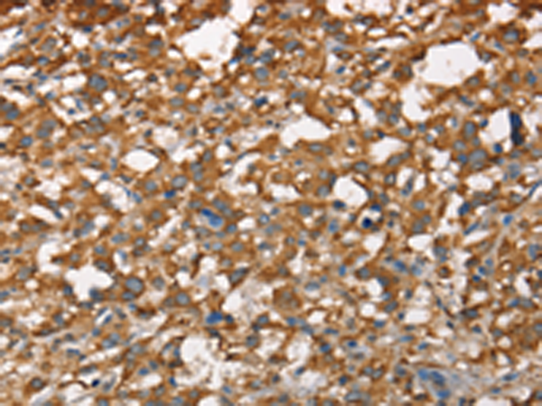 Rabbit Polyclonal Antibody to CDC25A