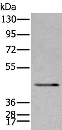 Rabbit Polyclonal Antibody to SPAG4