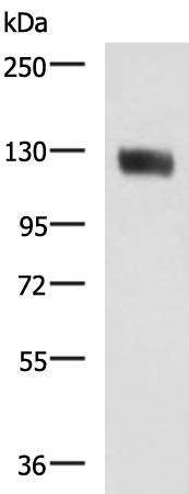 Rabbit Polyclonal Antibody to MCAM
