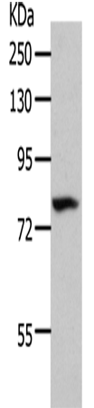 Rabbit Polyclonal Antibody to MME