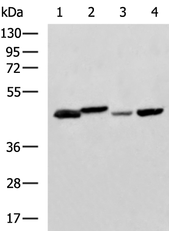Rabbit Polyclonal Antibody to NDRG2