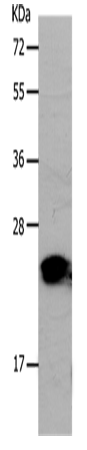 Rabbit Polyclonal Antibody to PONC