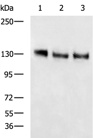 Rabbit Polyclonal Antibody to NOTCH1