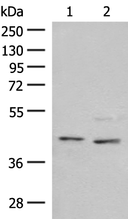 Rabbit Polyclonal Antibody to NPY1R