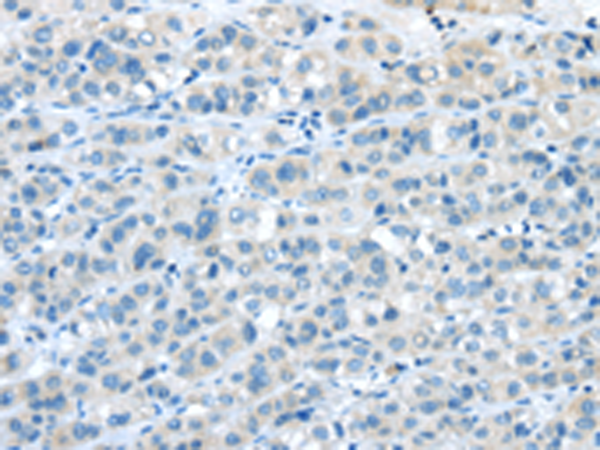 Rabbit Polyclonal Antibody to NPY4R