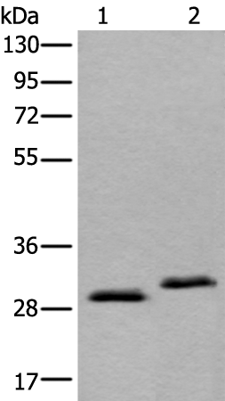 Rabbit Polyclonal Antibody to NQO1
