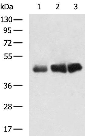 Rabbit Polyclonal Antibody to ENO2